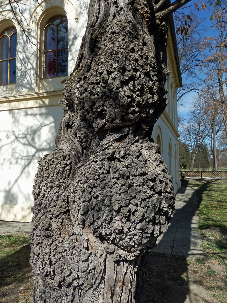 Tumory na akátu (Robinia pseudoacacia L.) (3d)