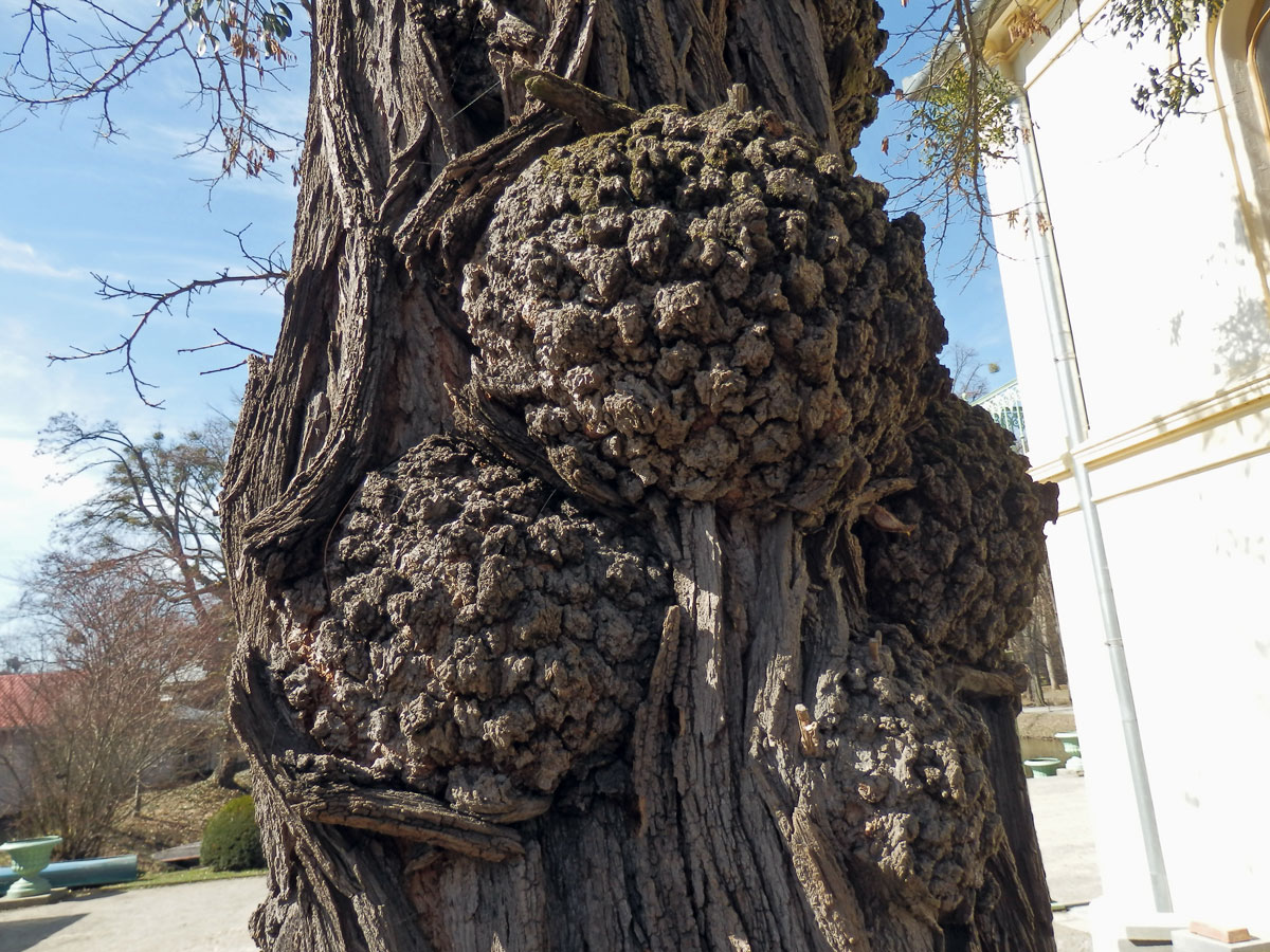 Tumory na akátu (Robinia pseudoacacia L.) (3e)