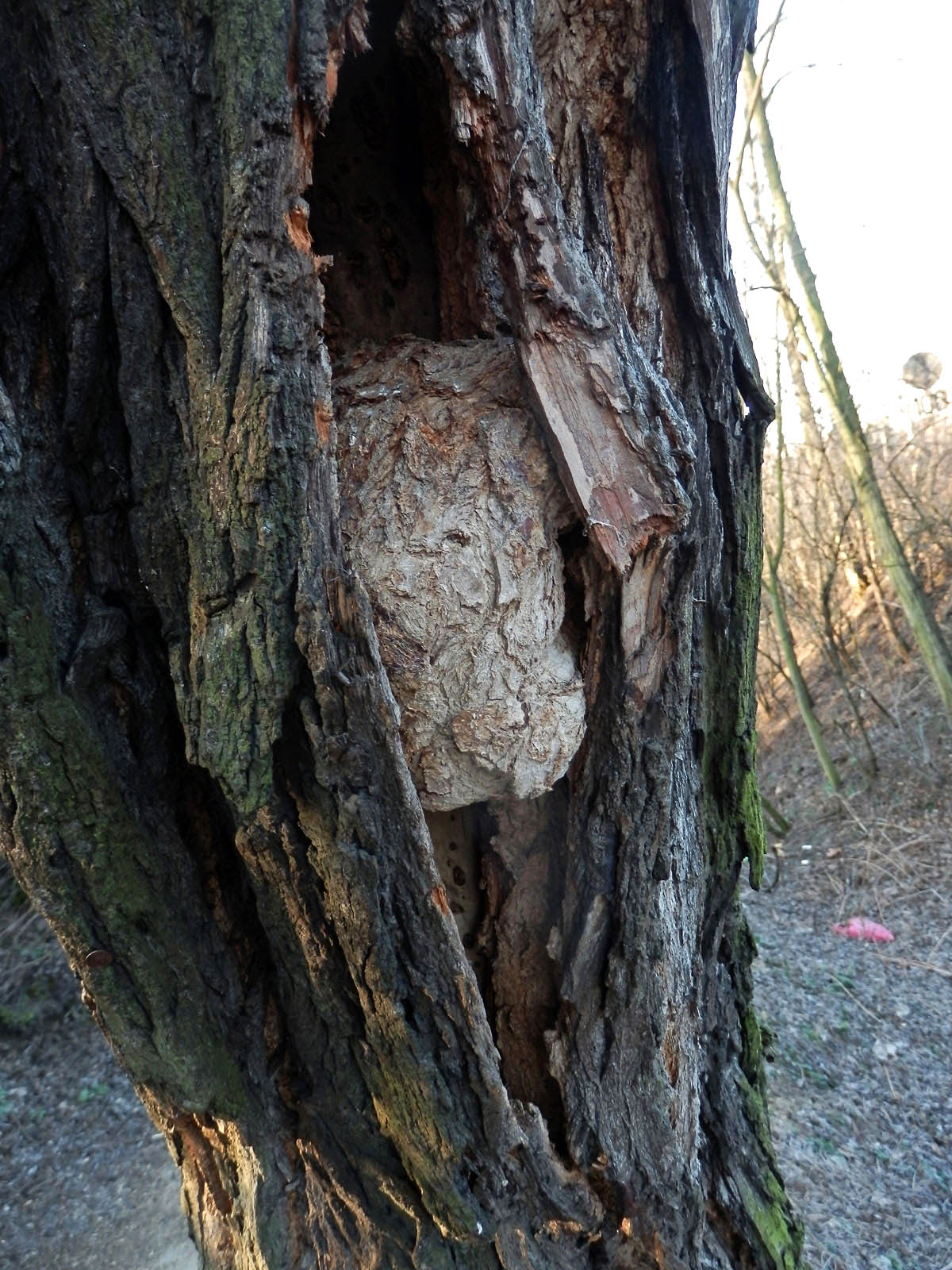 Tumory na akátu (Robinia pseudoacacia L.) (4)