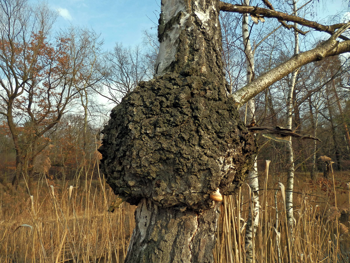 Nádor na bříze bělokoré (Betula pendula Roth) (23a)