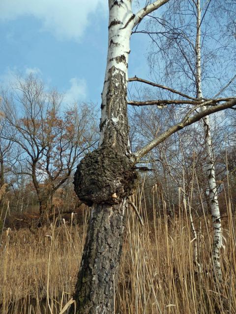 Nádor na bříze bělokoré (Betula pendula Roth) (23b)