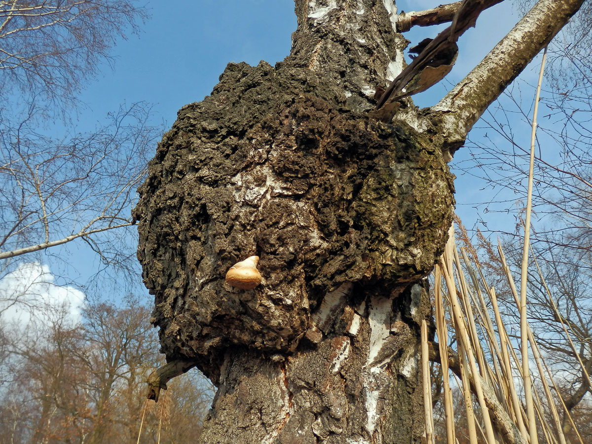 Nádor na bříze bělokoré (Betula pendula Roth) (23c)