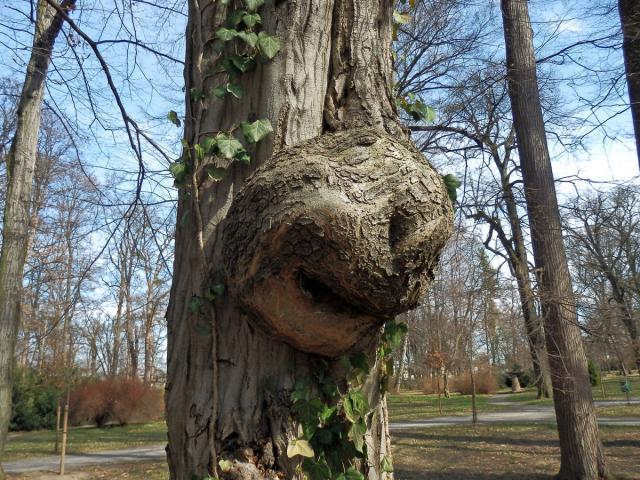 Nádor na habru obecném (Carpinus betulus L.) (7a)