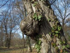 Nádor na habru obecném (Carpinus betulus L.) (7b)