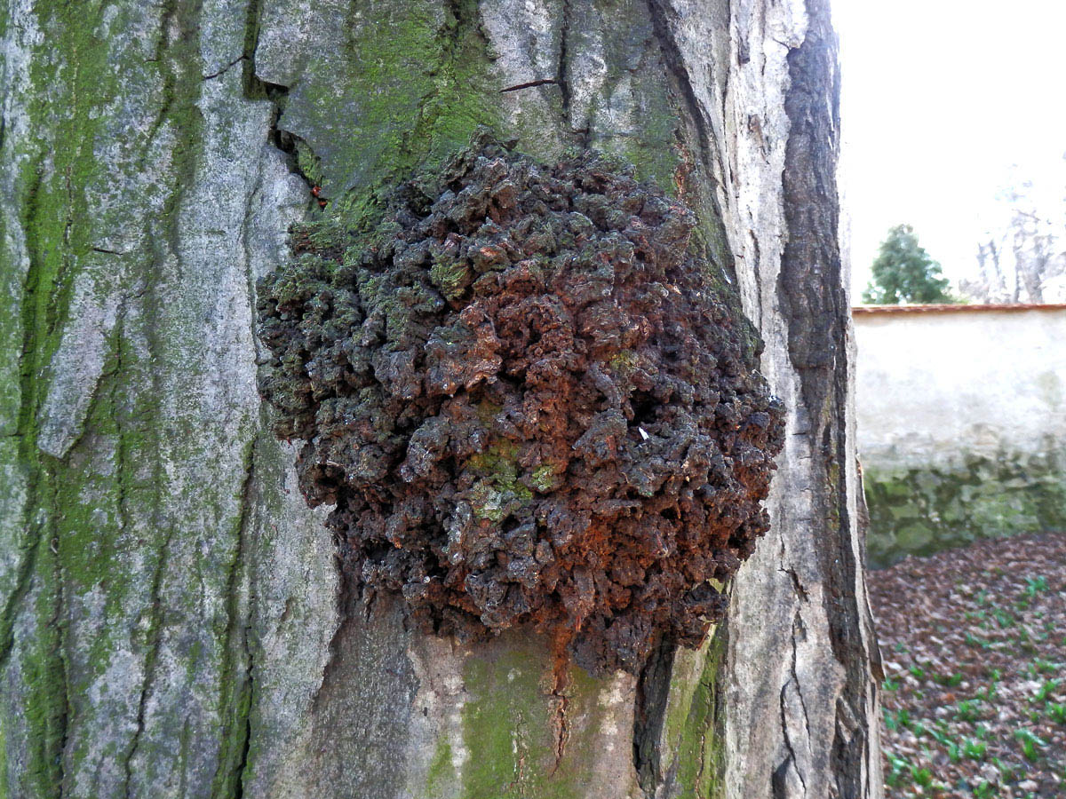 Nádor na habru obecném (Carpinus betulus L.) (8)