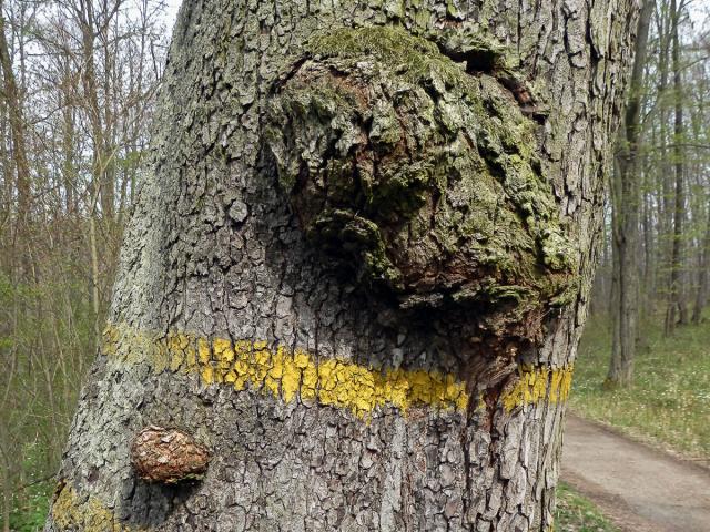 Jeřáb břek (Sorbus torminalis (L.) Crantz) s nádorem na kmeni (2c)