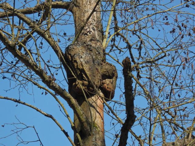 Tumor na olši lepkavé (Alnus glutinosa (L.) Gaertn.) (4a)