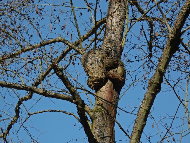 Tumor na olši lepkavé (Alnus glutinosa (L.) Gaertn.) (4b)