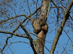 Tumor na olši lepkavé (Alnus glutinosa (L.) Gaertn.) (4b)