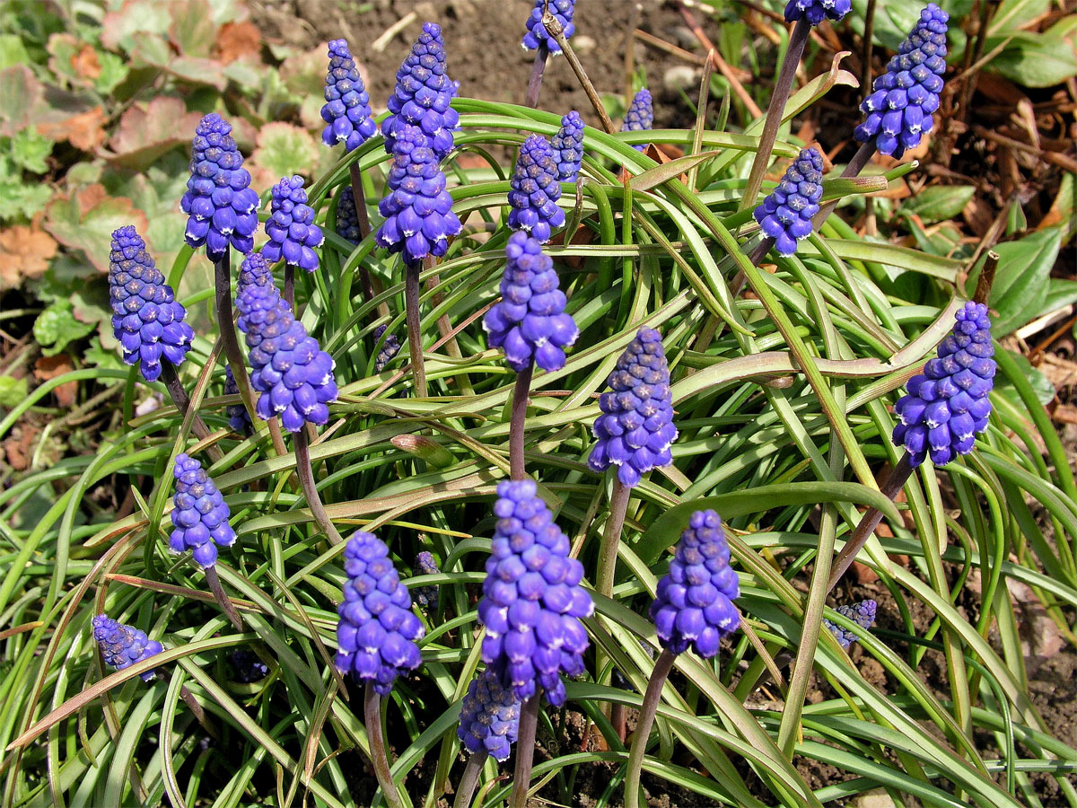 Modřenec širolistý (Muscari botryoides (L.) Mill.)