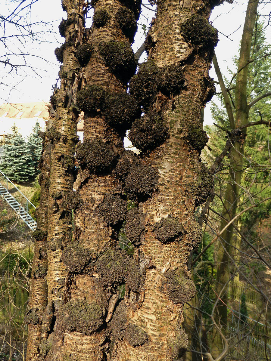 Třešeň ptačí (Prunus avium (L.) L.) (14b) s nádorem na kmeni