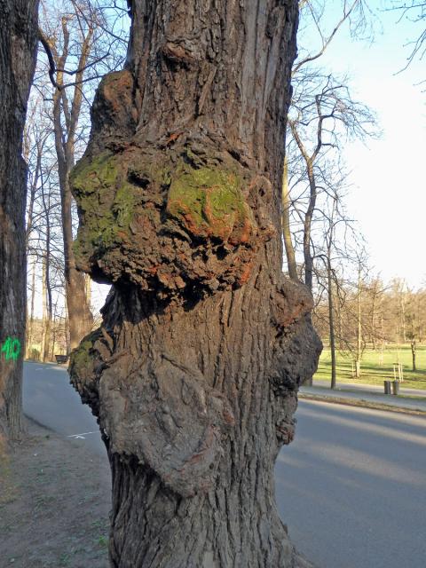 Lípa velkolistá (Tilia platyphyllos Scop.) (8f) s nádory na kmeni