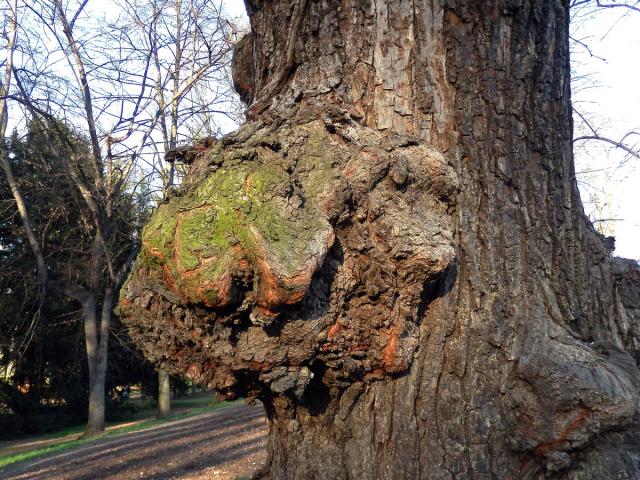 Lípa velkolistá (Tilia platyphyllos Scop.) (8g) s nádory na kmeni