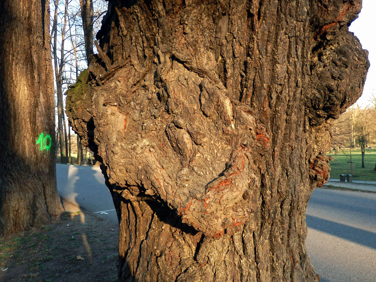 Lípa velkolistá (Tilia platyphyllos Scop.) (8h) s nádory na kmeni