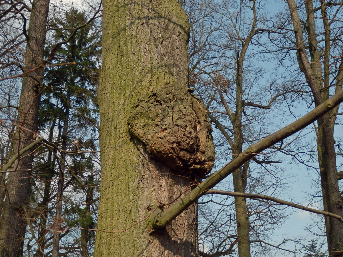 Lípa velkolistá (Tilia platyphyllos Scop.) (15) s nádory na kmeni