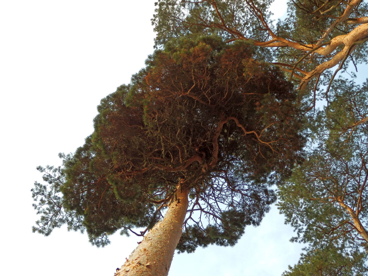 Čarověník na borovici lesní (Pinus sylvestris L.) (8b)