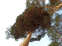 Čarověník na borovici lesní (Pinus sylvestris L.) (8b)