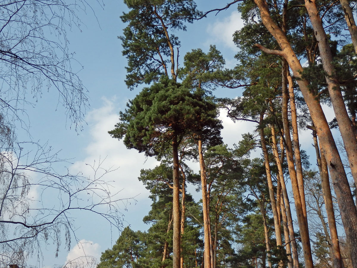 Čarověník na borovici lesní (Pinus sylvestris L.) (9a)