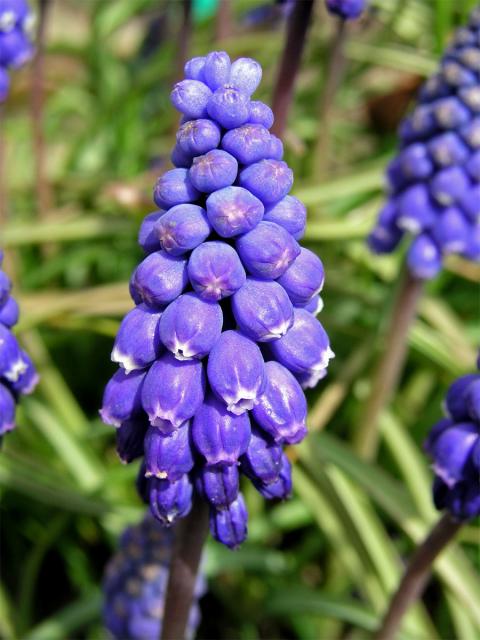 Modřenec širolistý (Muscari botryoides (L.) Mill.)