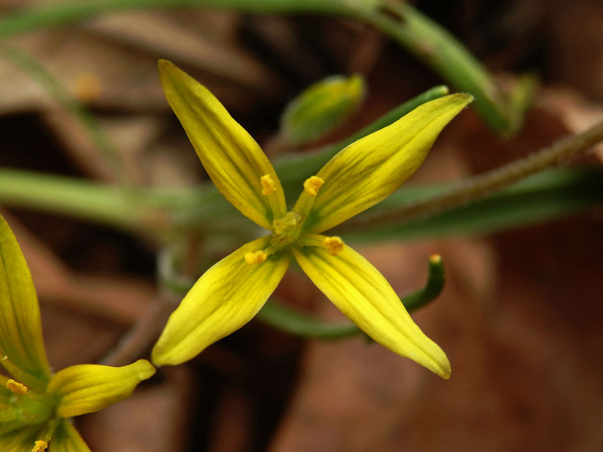 Křivatec žlutý (Gagea lutea (L.) Ker-Gawler) - čtyřčetný květ