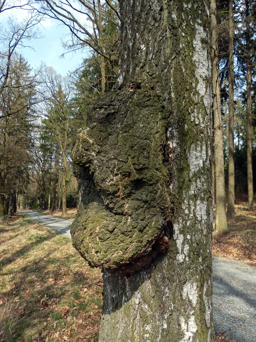 Nádor na bříze bělokoré (Betula pendula Roth) (20b)