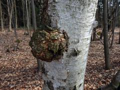 Nádor na bříze bělokoré (Betula pendula Roth) (22)