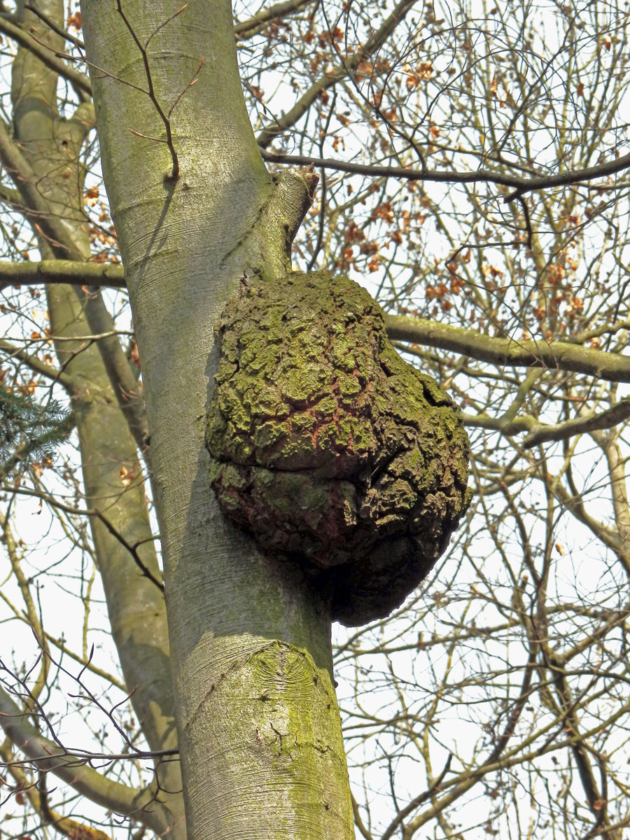 Nádor na buku lesním (Fagus sylvatica L.) (5c)