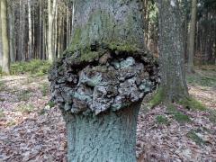 Nádor na dubu letním (Quercus robur L.) (12b)