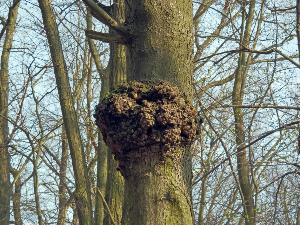 Javor klen (Acer pseudoplatanus L.) s nádorem na kmeni (11)