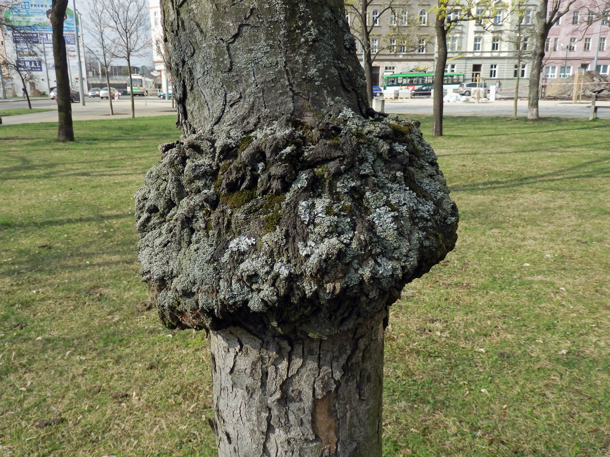 Javor klen (Acer pseudoplatanus L.) s nádorem na kmeni (12a)