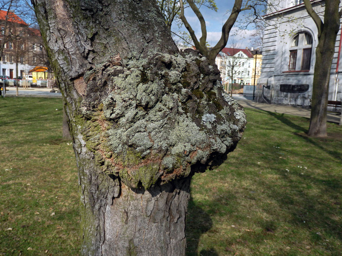 Javor klen (Acer pseudoplatanus L.) s nádorem na kmeni (12b)