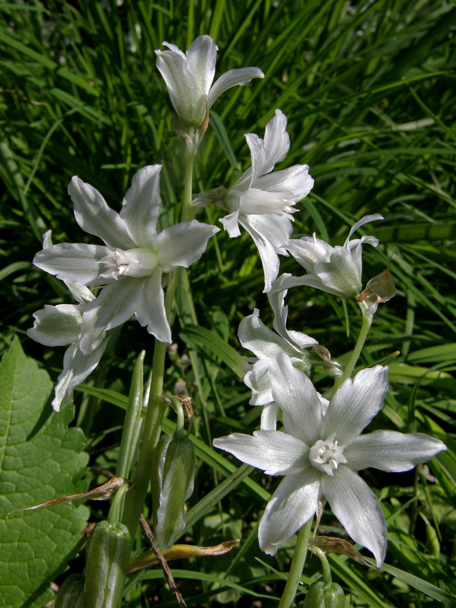 Snědek nicí (Ornithogalum nutans L.)