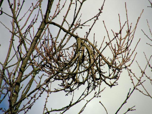 Čarověník na třešni ptačí (Prunus avium (L.) L.) (1b)