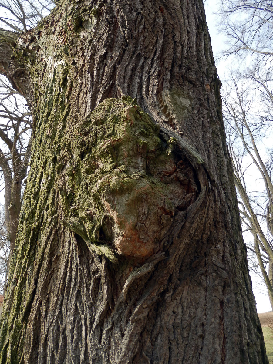 Lípa velkolistá (Tilia platyphyllos Scop.) (16) s nádory na kmeni