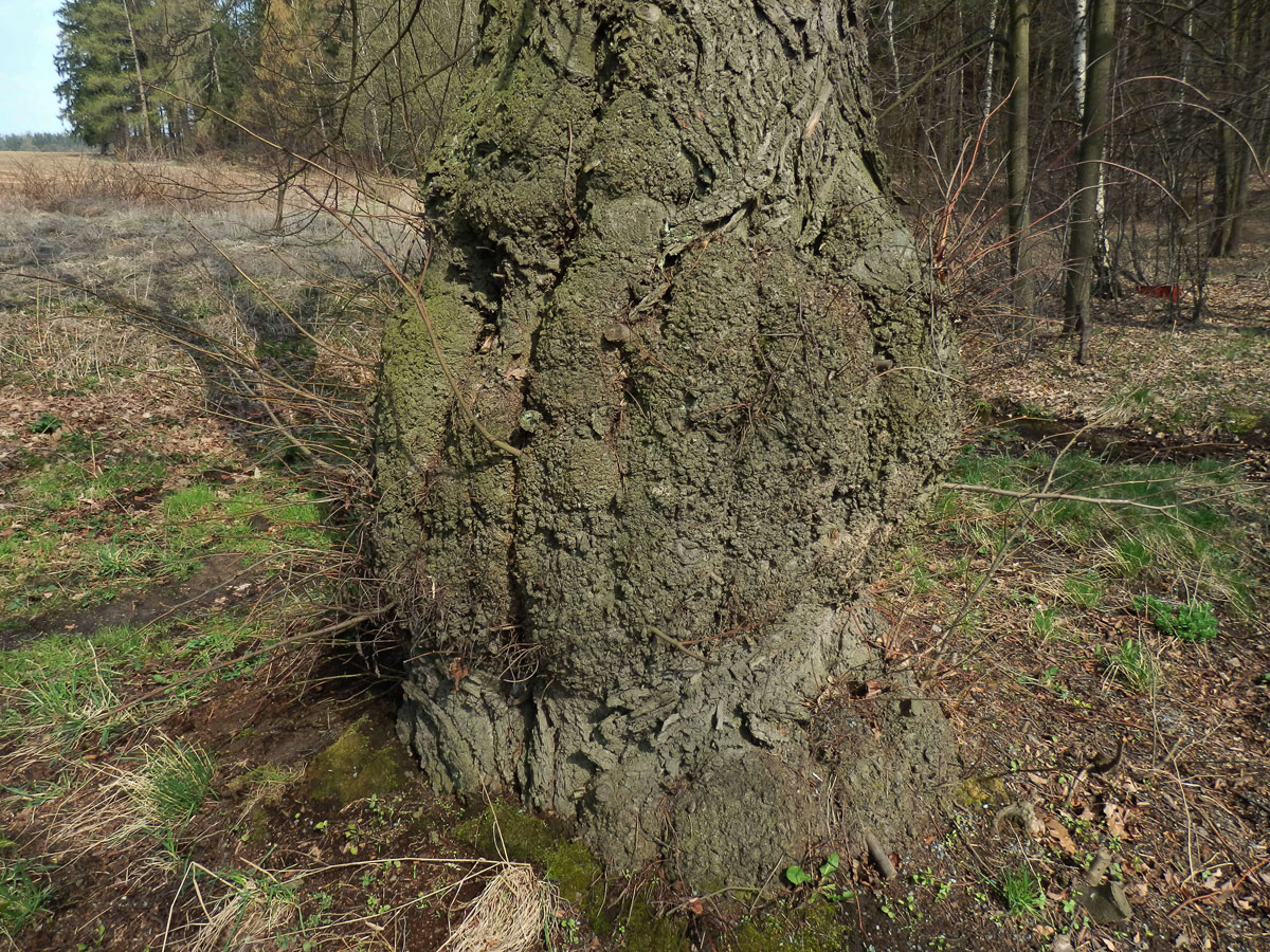 Lípa velkolistá (Tilia platyphyllos Scop.) (17) s nádory na kmeni