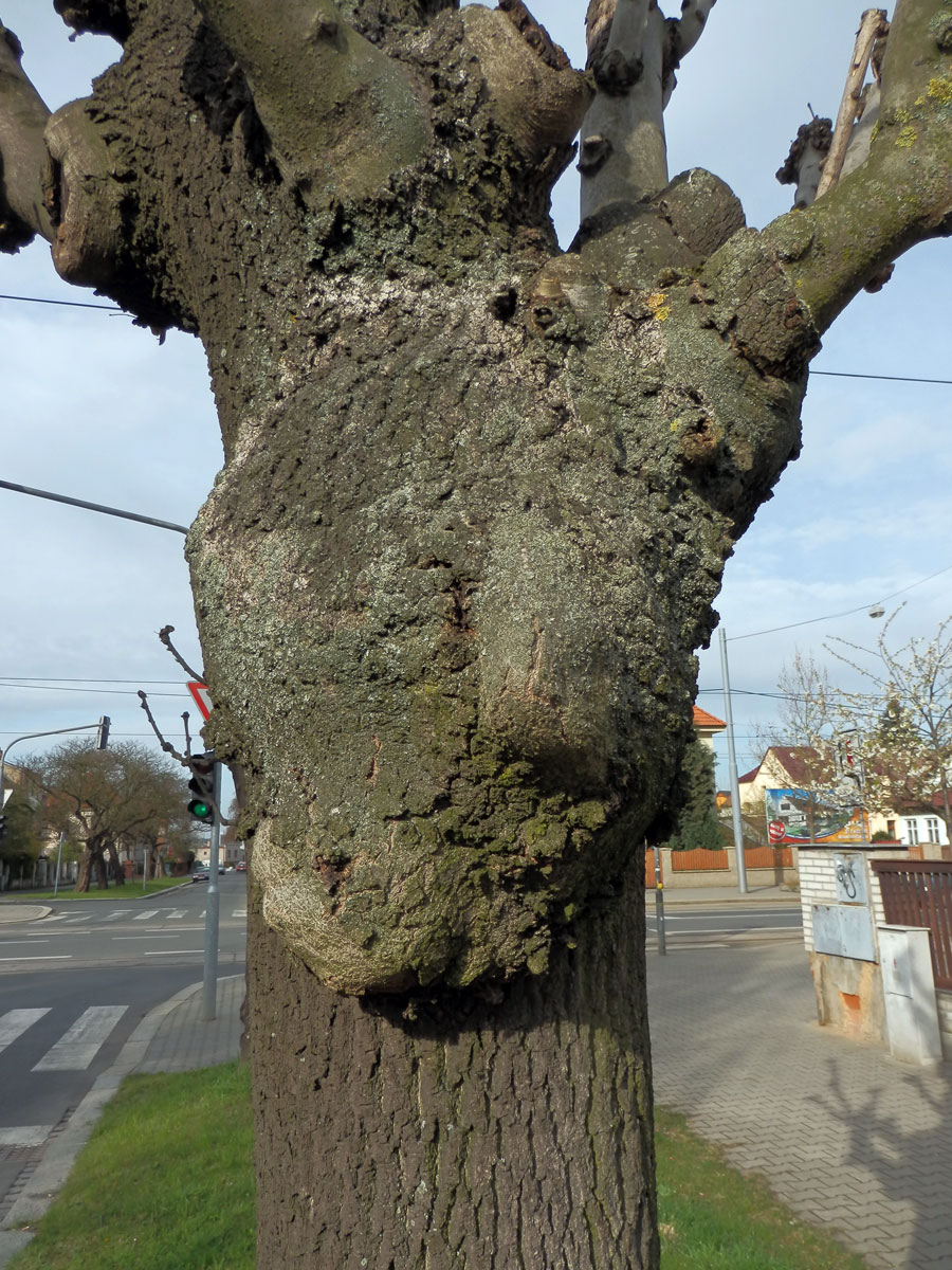 Nádor na jasanu ztepilém (Fraxinus excelsior L.) (6)