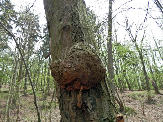 Nádor na habru obecném (Carpinus betulus L.) (9a)