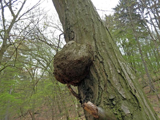 Nádor na habru obecném (Carpinus betulus L.) (9b)