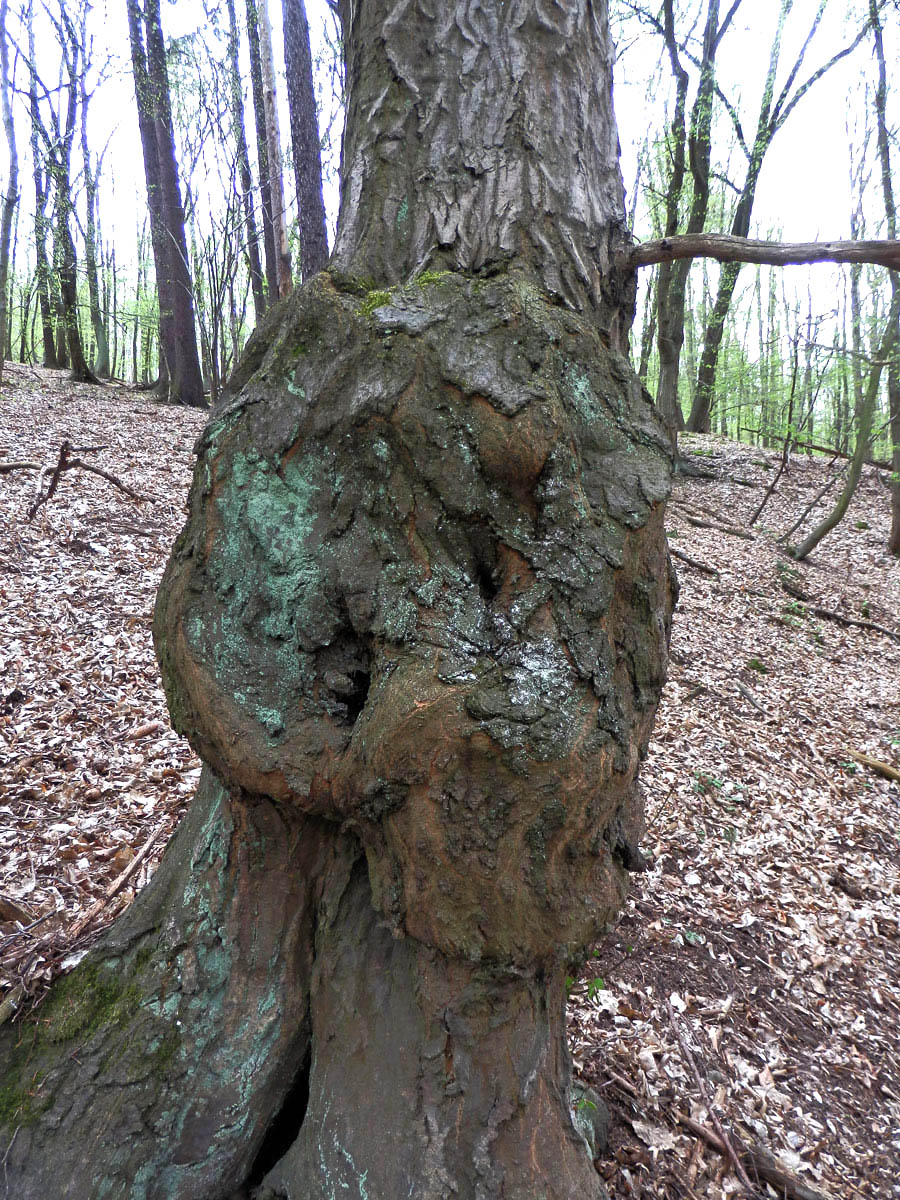 Nádor na habru obecném (Carpinus betulus L.) (10a)