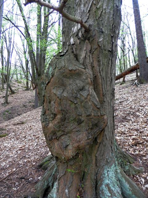 Nádor na habru obecném (Carpinus betulus L.) (10b)