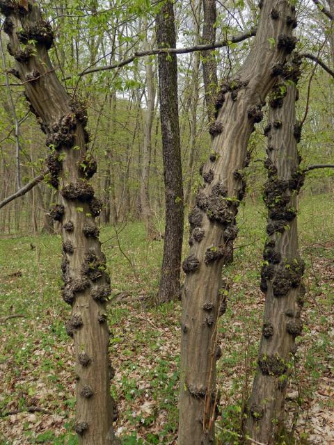 Nádor na habru obecném (Carpinus betulus L.) (11a)