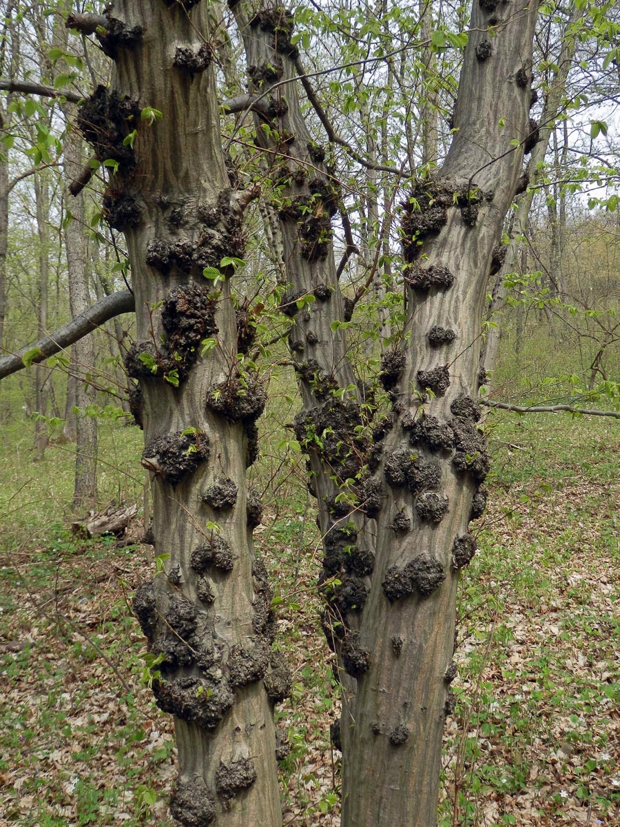 Nádor na habru obecném (Carpinus betulus L.) (11b)