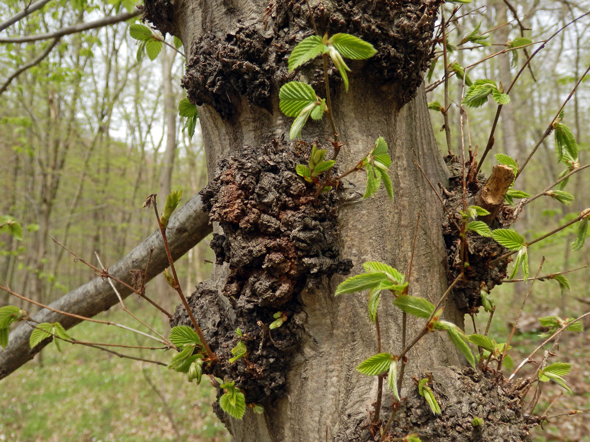 Nádor na habru obecném (Carpinus betulus L.) (11c)