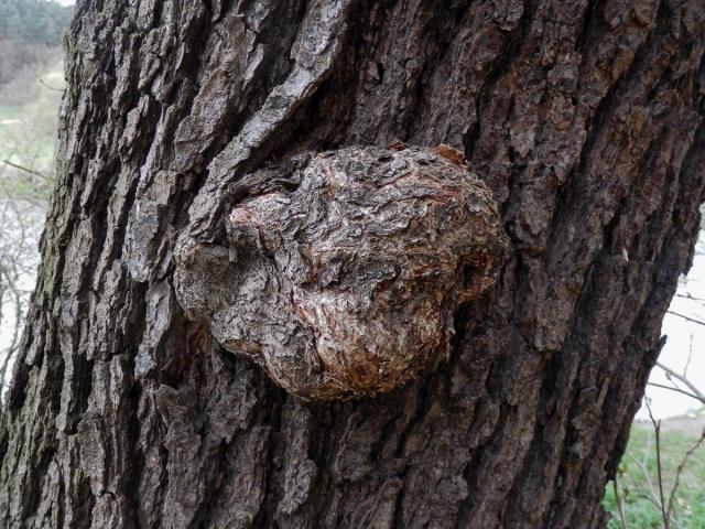 Tumor na olši lepkavé (Alnus glutinosa (L.) Gaertn.) (5)