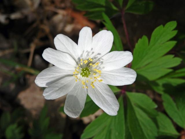 Sasanka hajní (Anemone nemorosa L.) - desetičetný květ (1)