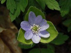 Jaterník podléška (trojlaločný) (Hepatica nobilis Schreber) - květ s anomálním kalichem (1)