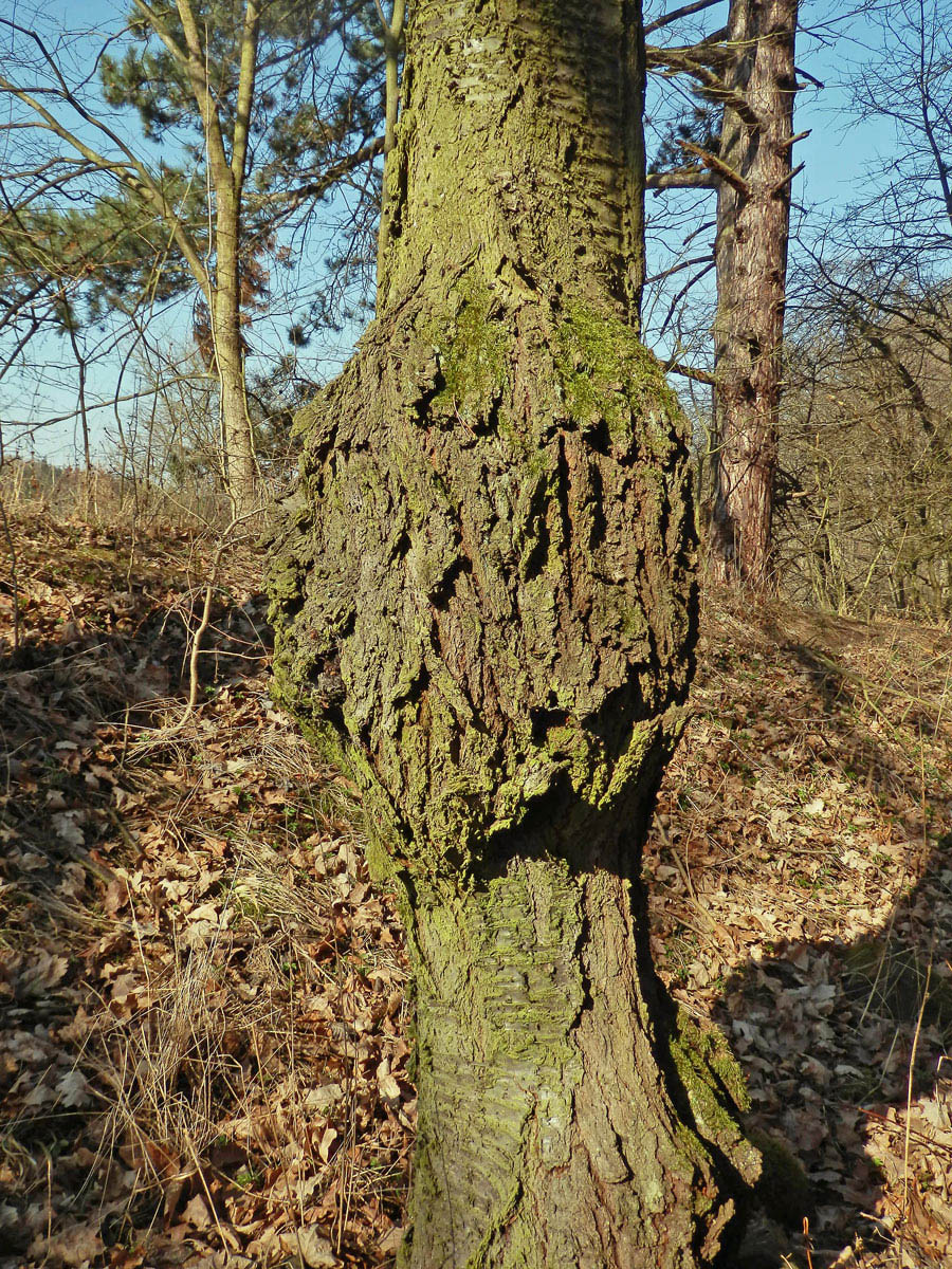 Třešeň ptačí (Prunus avium (L.) L.) (17b) s nádorem na kmeni