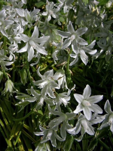 Snědek nicí (Ornithogalum nutans L.)