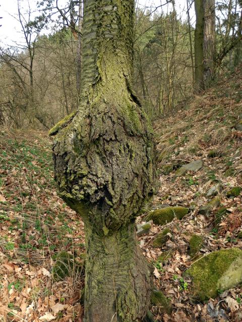 Třešeň ptačí (Prunus avium (L.) L.) (17a) s nádorem na kmeni