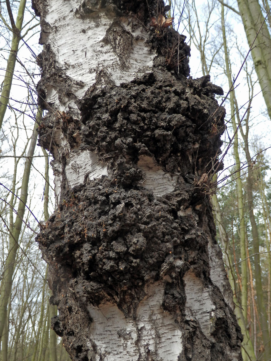 Nádor na bříze bělokoré (Betula pendula Roth) (24b)